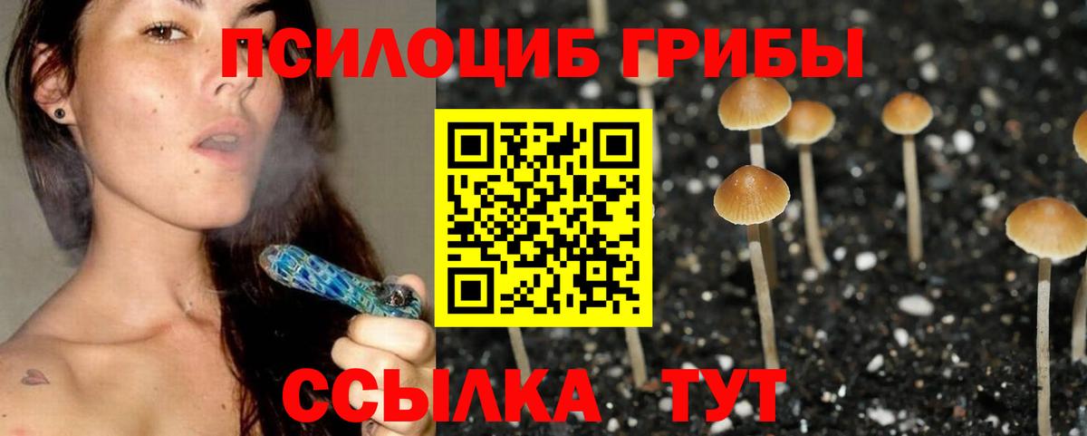 Псилоцибиновые грибы Cubensis  Псилоцибиновые грибы Psilocybine cubensis  Луга  Вход с VPN 